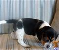 Beagle